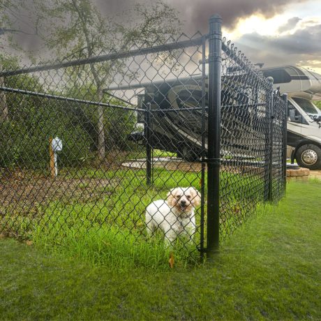 Doggie with an RV
